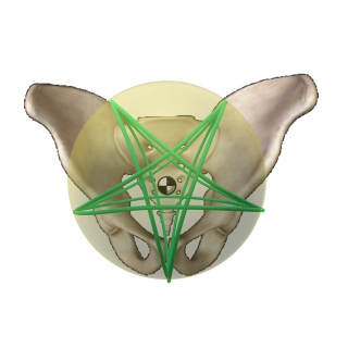 The Aster within the pelvis